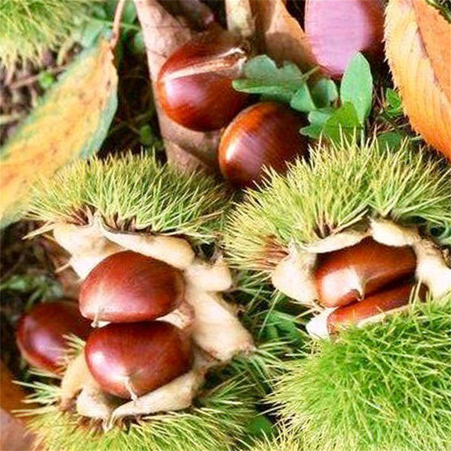 云南野生板栗新鲜现摘农家去刺老树生毛栗子非油栗当季现货2-5斤