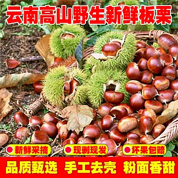 云南野生新鲜生板栗一斤[5元优惠券]-寻折猪