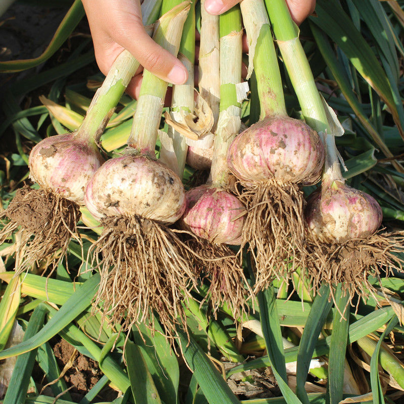 农家紫白皮多瓣蒜5斤新鲜大蒜头湿蒜农家糖醋独头蒜现挖蔬菜包邮-图1