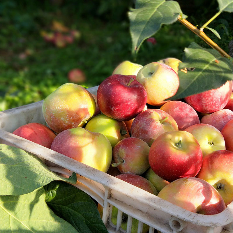 老红玉苹果辽南大连老树苹果酸苹果酸味水果新鲜应季小苹果整箱-图0