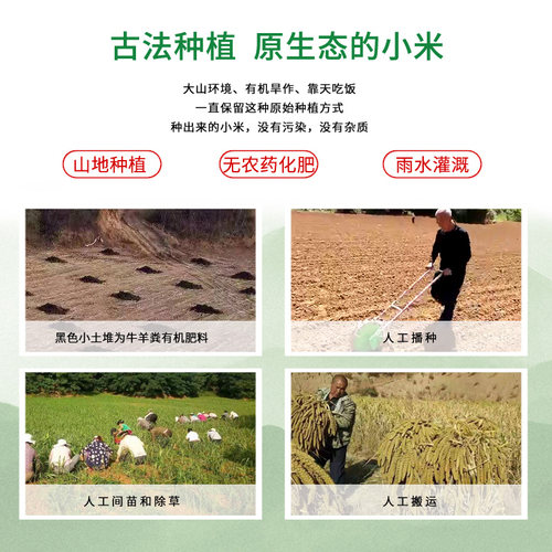 山西原产地正宗农家沁州黄小米2.5千克实惠装小米 - 图1