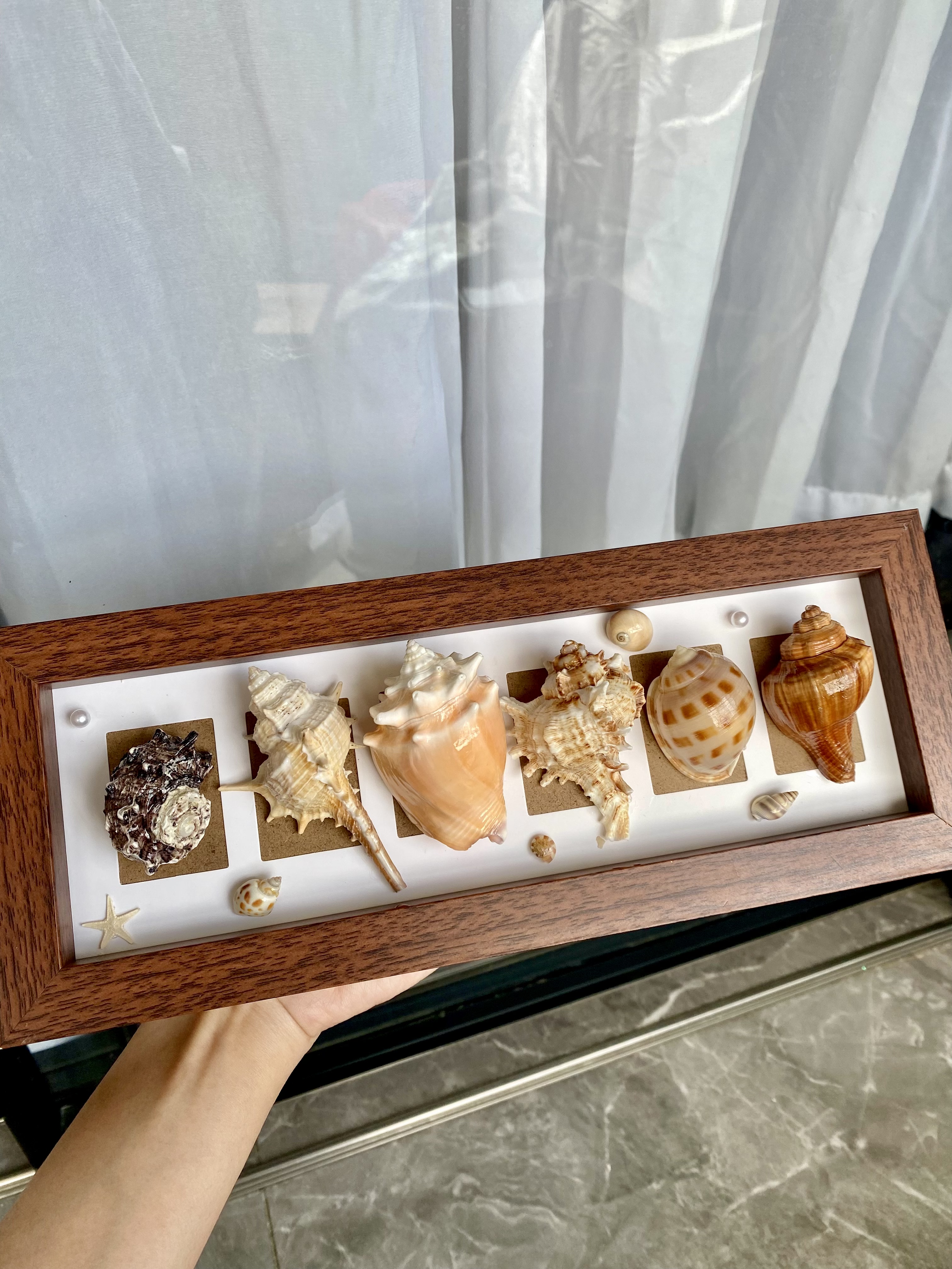 海南三亚复古海洋天然海胆海螺贝壳标本创意桌面摆件节日生日礼物,淘宝优惠券,粉丝福利购,淘宝优惠卷