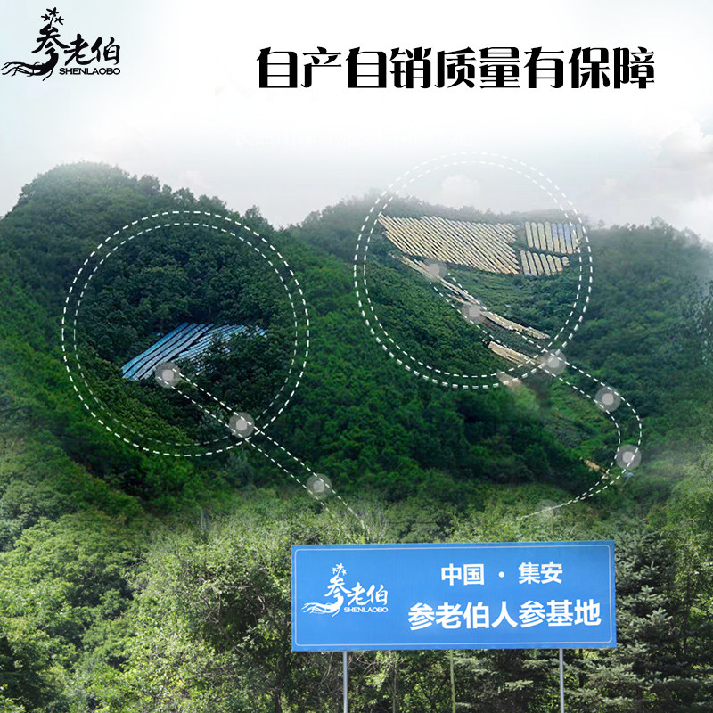 大片东北长白山特产整枝特级西洋参 参老伯西洋参
