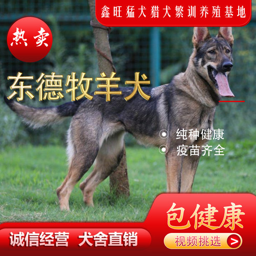 高品质东德牧羊犬纯黑色太极色狼灰色护卫伴侣犬双血统幼犬 - 图1