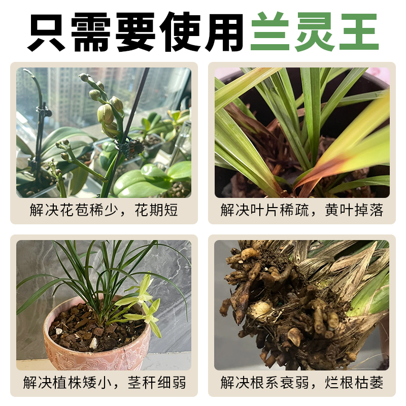 兰灵王兰花专用肥营养液肥料蝴蝶兰陵王兰科多箭促花杀菌药活化剂 - 图0