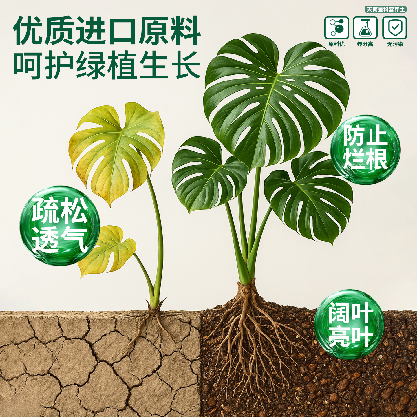 天南星科热植专用龟背竹营养土蔓绿绒海芋花烛泥炭土盆栽颗粒土壤 - 图2