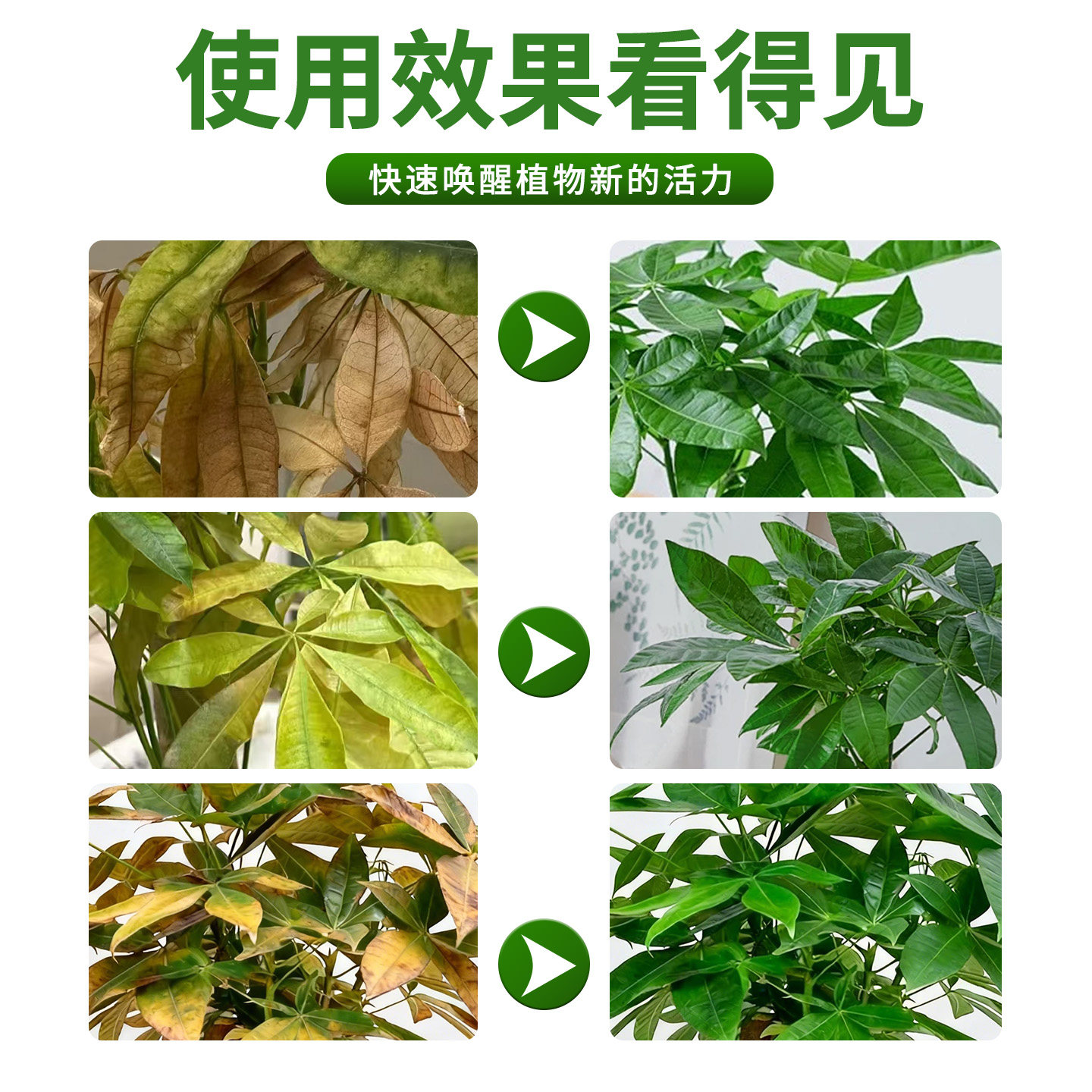 发财树专用营养液免稀释黄叶枯叶烂根肥料专用肥盆栽室内叶面肥,淘宝优惠券,粉丝福利购,淘宝优惠卷