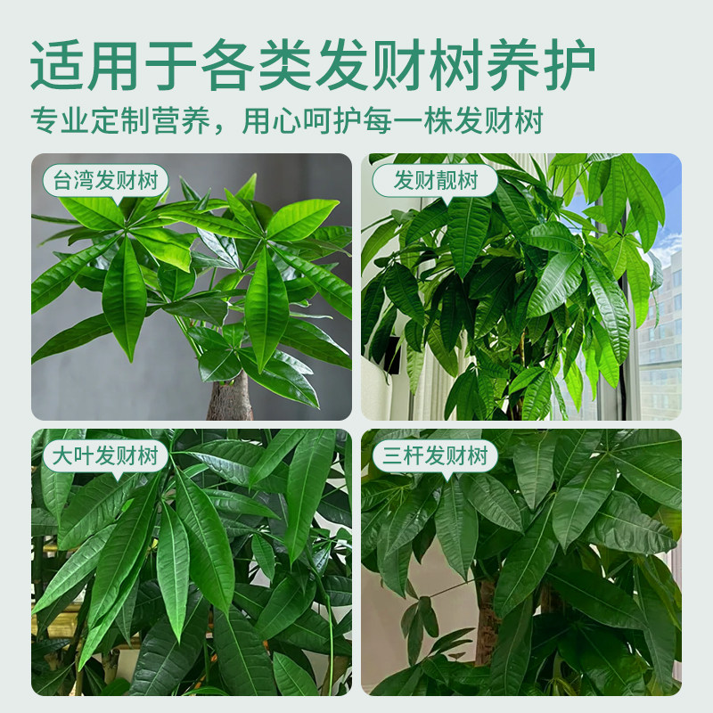 发财树肥料专用肥营养液植物叶子发黄烂根怎么办金钱树通用型花肥,淘宝优惠券,粉丝福利购,淘宝优惠卷