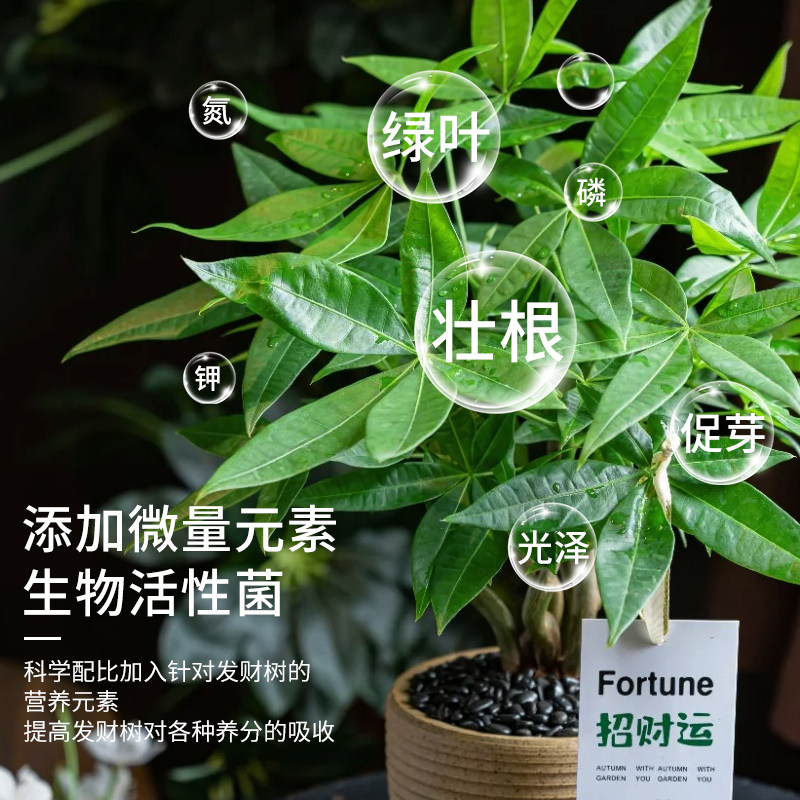 发财树肥料专用肥营养液植物叶子发黄烂根怎么办金钱树通用型花肥,淘宝优惠券,粉丝福利购,淘宝优惠卷