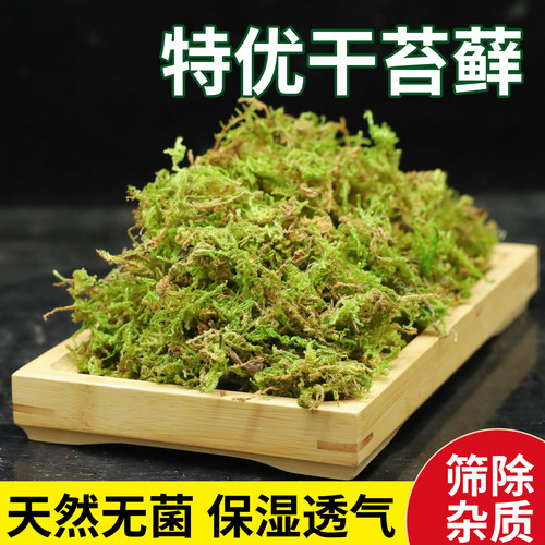 干苔藓水苔青苔兰花蝴蝶兰石斛种植专用营养土植料乌龟冬眠用水台 - 图2