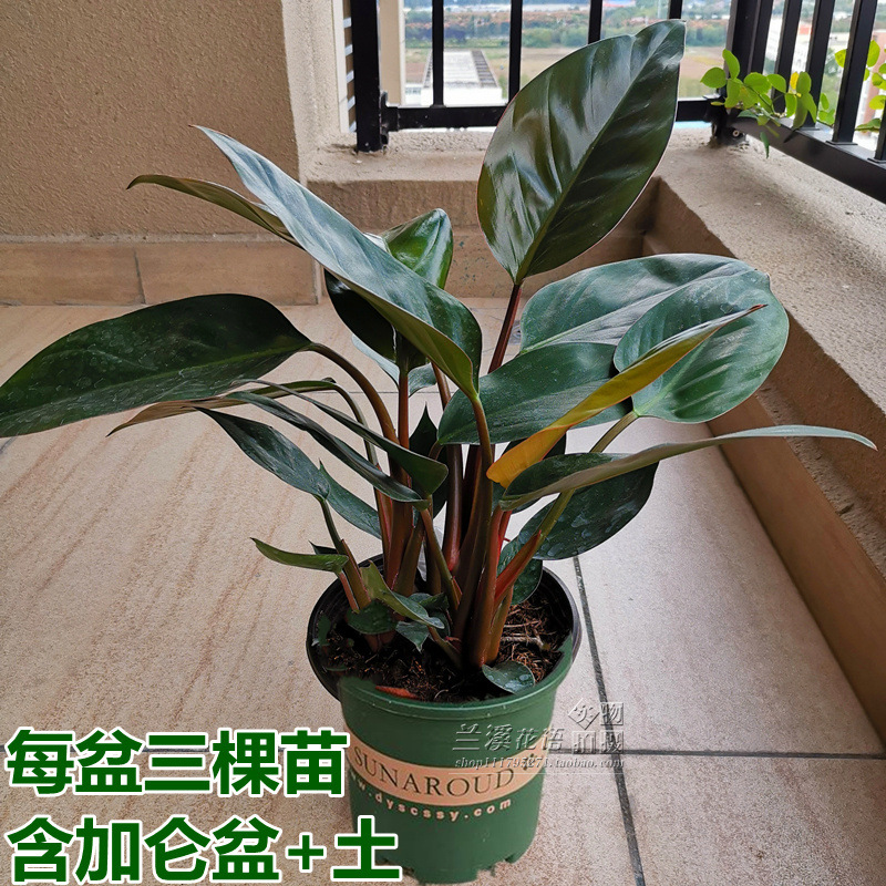 红钻金钻大叶盆栽绿植花卉落地居家大型花卉四季常青好养室内植物 - 图3