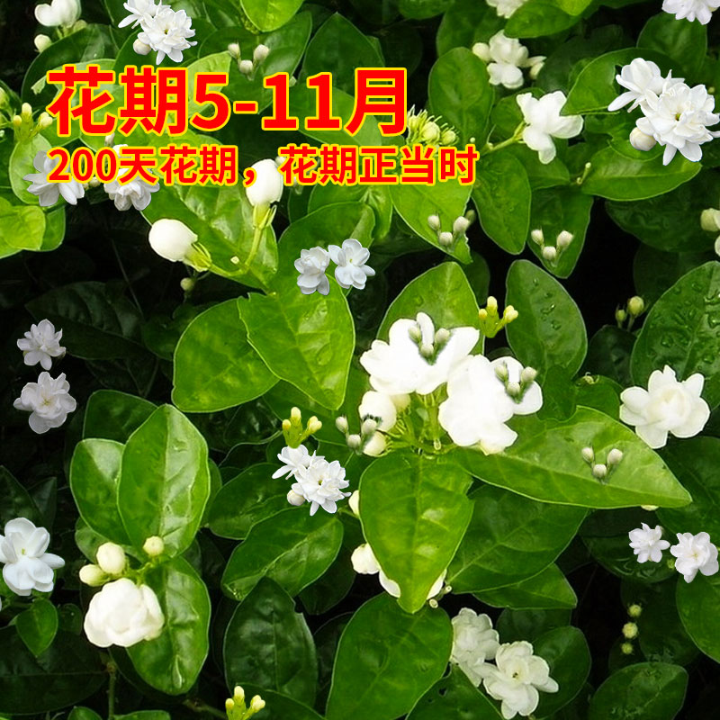 茉莉花苗盆栽带花苞九里香老桩驱蚊花卉植物室内浓香四季开花好养 - 图1