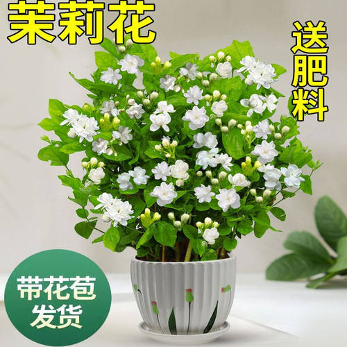 茉莉花苗盆栽带花苞九里香老桩驱蚊水培栀子花卉绿植物室内外好养 - 图0