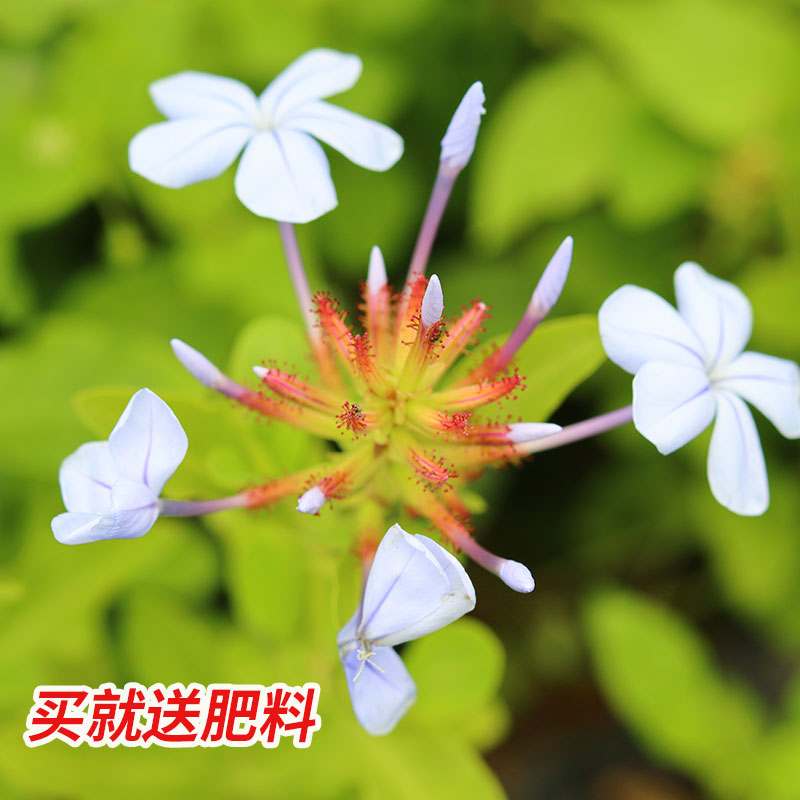 蓝雪花盆栽大苗棒棒糖带花苞阳台庭院花卉好养四季开花攀爬藤植物-图0