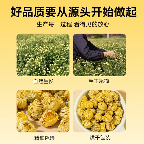 菊花茶125g胎菊王正宗桐乡头采胎菊白菊散装花草茶泡水喝搭金银花 - 图3