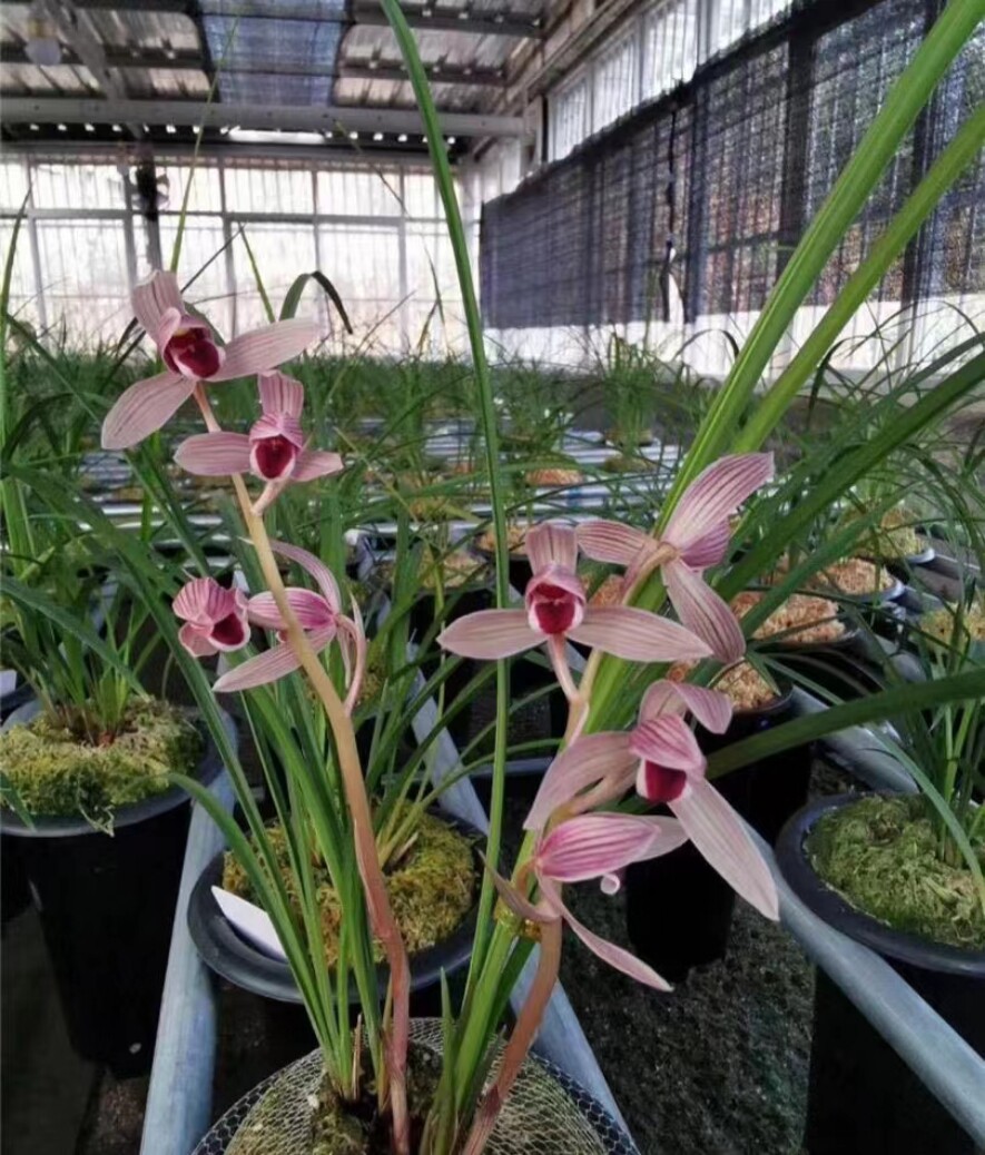 带花苞包邮云南老种浓香兰花苗盆栽 莲瓣兰烈焰红唇 阳台花卉绿植