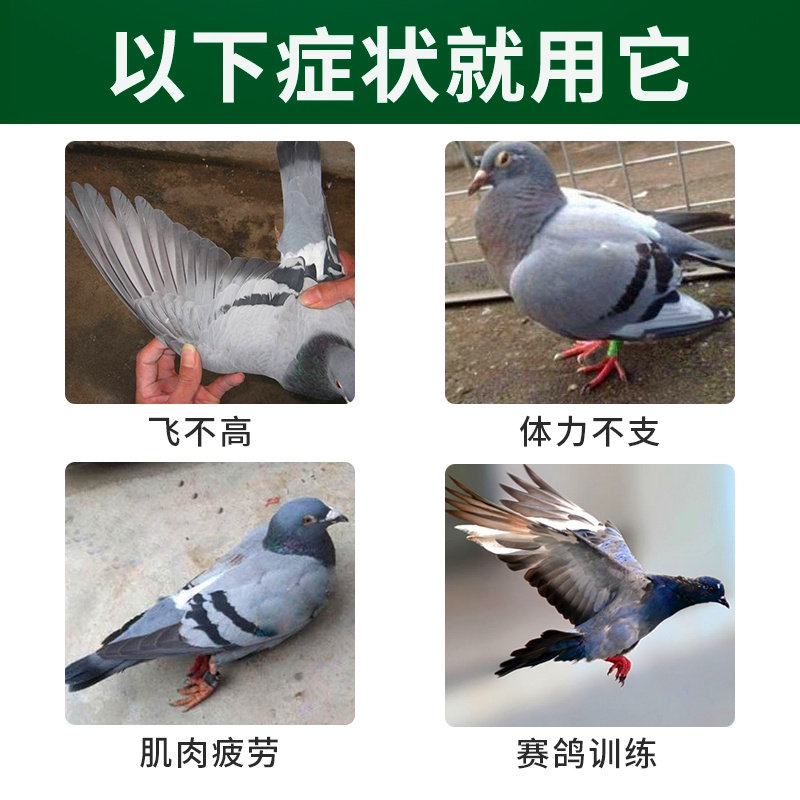 比赛提速鸽药增强恢复体能排酸赛鸽调理保健搏冠鸽用VB12强豪液