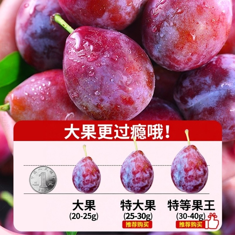 现货大果 澳洲进口西梅鲜果当季新鲜水果西梅礼盒孕妇李子法兰西,淘宝优惠券,粉丝福利购,淘宝优惠卷