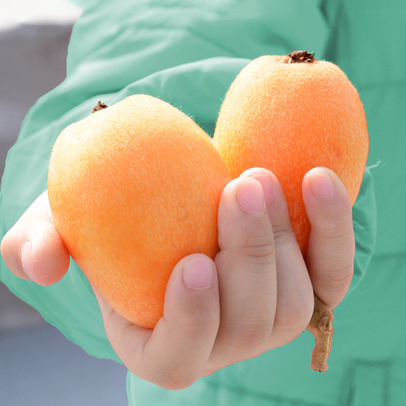 正宗云霄枇杷大果新鲜5斤当季水果整箱顺丰包邮现摘非攀枝花琵琶