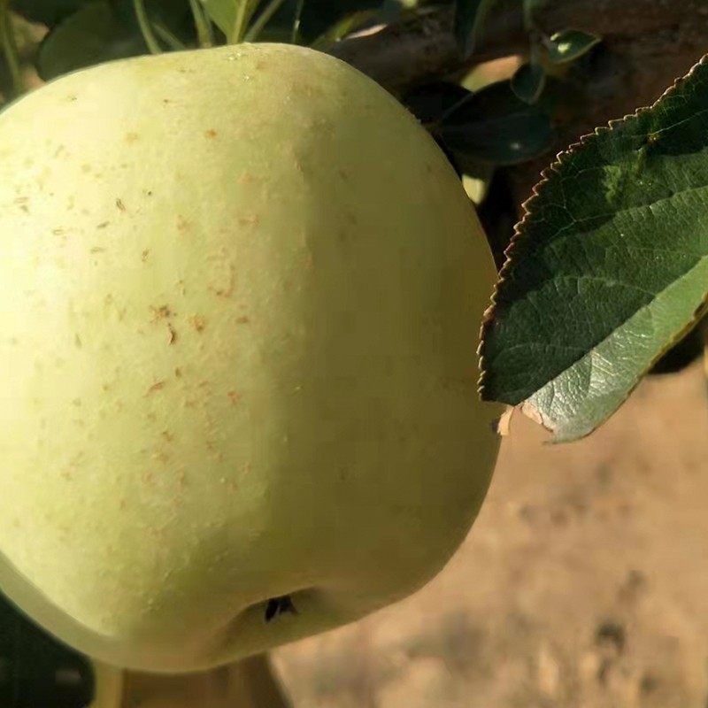 正宗大连王林苹果现摘脆甜新鲜应季青苹果青森酸绿水果5斤包邮,淘宝优惠券,粉丝福利购,淘宝优惠卷