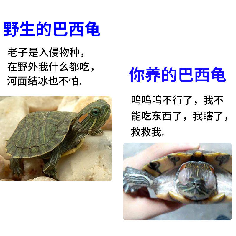 【乌龟白眼病专用】乌龟眼睛睁不开眼睛发炎红肿巴西龟白眼清护理