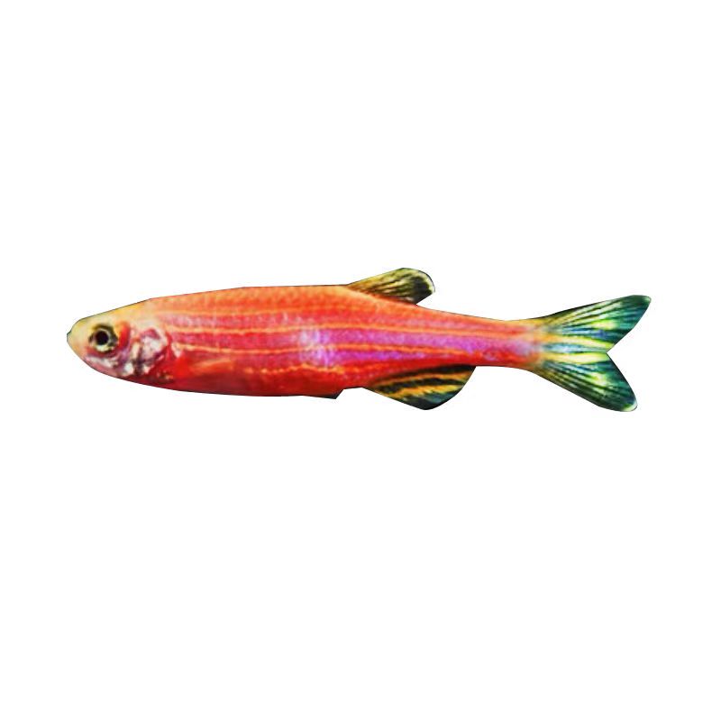 斑马鱼观赏鱼小型淡水好养热带鱼活体红绿灯金鱼小孔雀鱼鱼苗 - 图3
