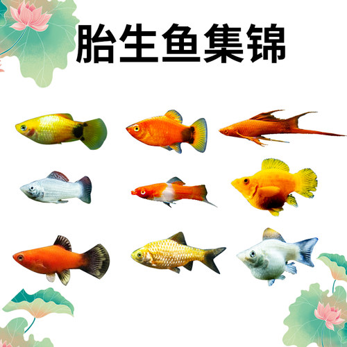 胎生鱼玛丽鱼皮球鱼好养耐活观赏鱼活体易繁殖小型热带鱼米奇包邮 - 图0