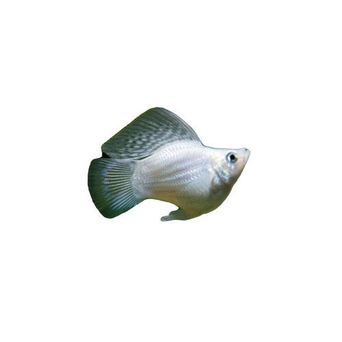 胎生鱼玛丽鱼皮球鱼好养耐活观赏鱼活体易繁殖小型热带鱼米奇包邮 - 图3