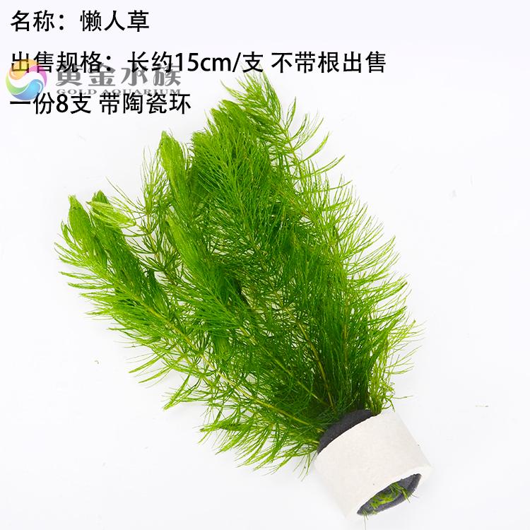 包邮蜈蚣草懒人水草金鱼藻热带鱼缸造景虾缸草缸懒人草易养活增氧 凯希慕旗舰店 淘优券