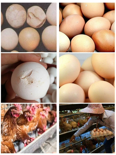 Кормление яичной корм для кормления раковины, кормочная утка, гусиный зверь, Premix Quail High Calcium Powder Poyrecemon