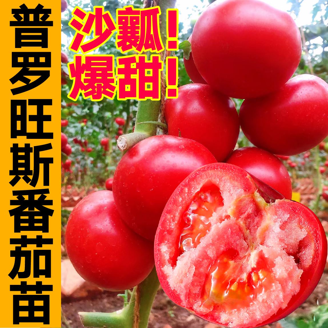西红柿苗秧普罗旺斯沙瓤口感柿子苗番茄苗阳台盆栽四季好成活寿光 - 图0