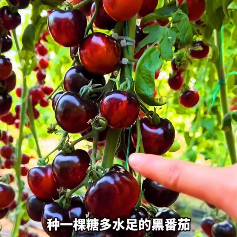 糖水炸弹黑珍珠西红柿苗秧超甜樱桃小番茄苗高产水果四季阳台盆栽-图0