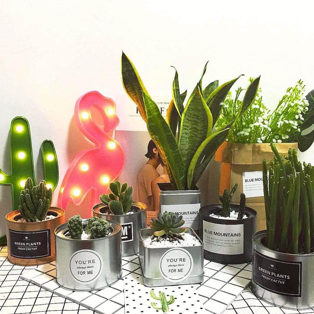 ins北欧工业风多肉植物铁罐金属罐防辐射仙人掌办公室摆设小盆栽,淘宝优惠券,粉丝福利购,淘宝优惠卷