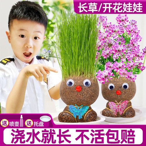 草头娃娃头上长草开花头发种植小盆栽幼儿园种草儿童观察植物生长 - 图0
