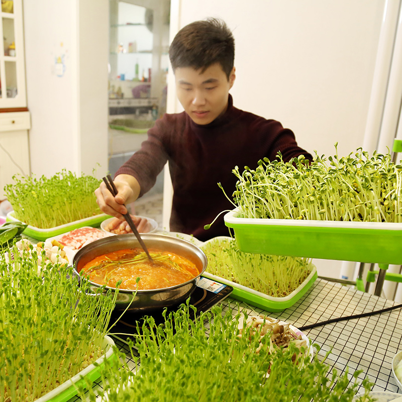 豆芽发芽盆芽苗菜育苗托盘无土栽培蔬菜豆苗种植水培设备芽菜豌豆 - 图0