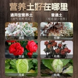 Пищевые местные растительные сады посадка овощные цветы и растения органические овощные овощные