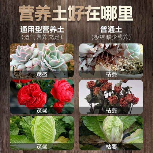 Пищевые местные растительные сады посадка овощные цветы и растения органические овощные овощные