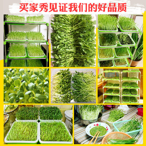 芽苗菜种孑豌豆苗大麦小麦松柳麻豌豆香椿种籽豆芽菜种子水培蔬菜 - 图2