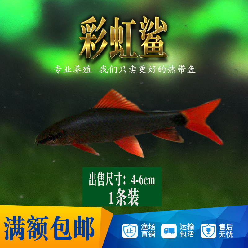 彩红鲨红尾黑鲨粉红鲨热带鱼观赏鱼底层鱼淡水小型鱼银鲨鱼群游鱼