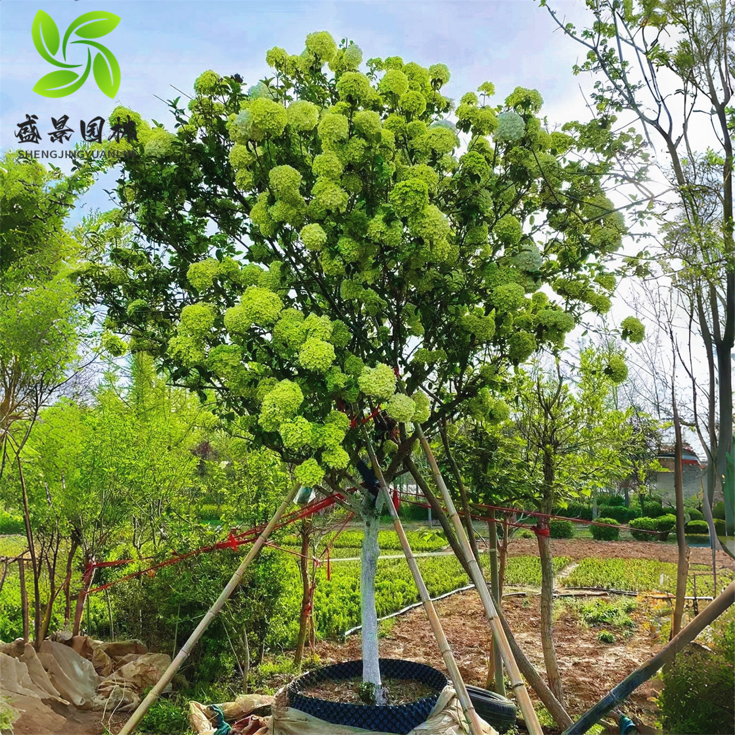 中华木本绣球树苗大花斗球白麻球苗庭院别墅耐寒盆栽风景树绣球花,淘宝优惠券,粉丝福利购,淘宝优惠卷