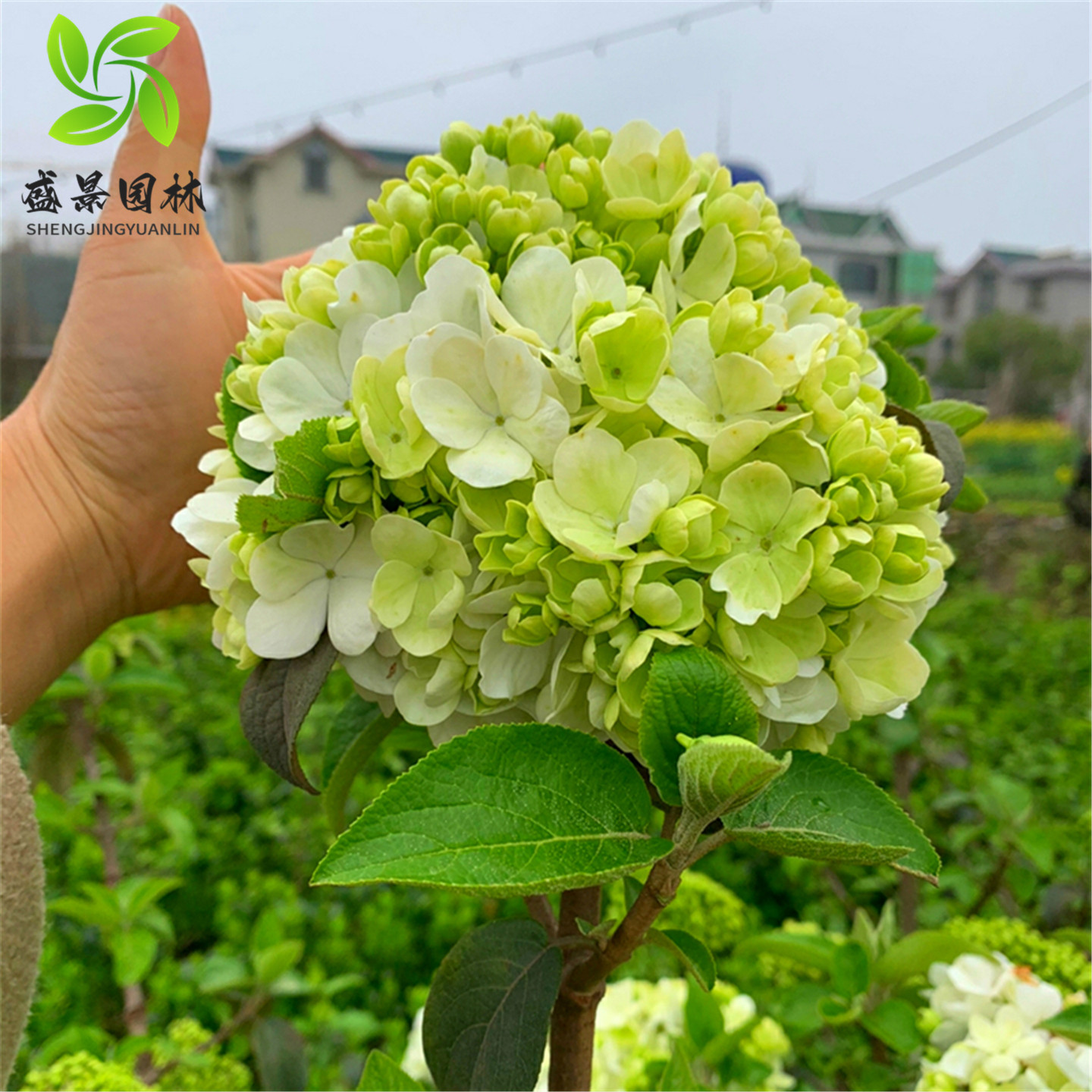 中华木本绣球树苗大花斗球白麻球苗庭院别墅耐寒盆栽风景树绣球花,淘宝优惠券,粉丝福利购,淘宝优惠卷