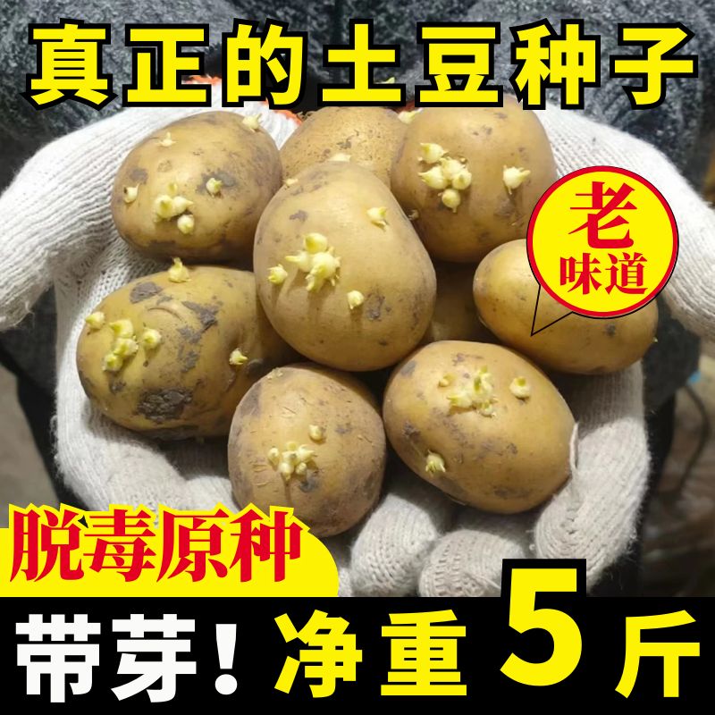 内蒙古黄心高产特大土豆种子春秋原老品种带芽东北马铃薯栽孑早熟 - 图1