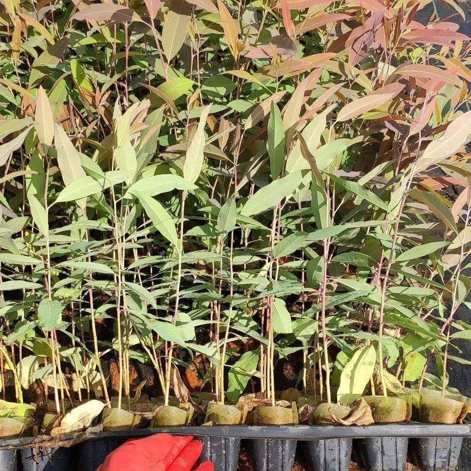 [桉树苗速生桉树苗广一广九二代29号桉树树苗快速绿化林苗经济造林]