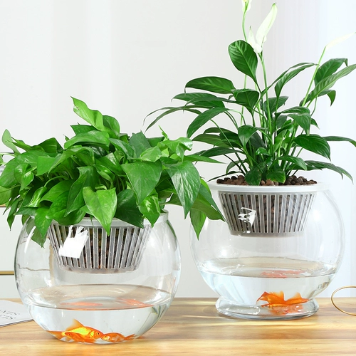 Очень большая прозрачная бутылка, цветочный горшок, аквариум