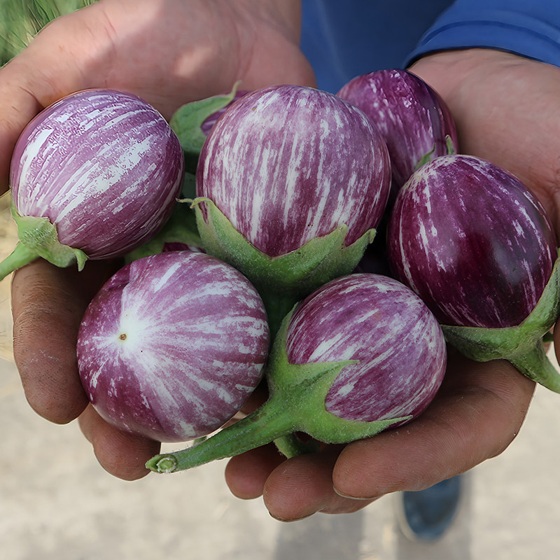 趣味可爱西双版纳泰国蛙茄热带清新风味庭院春秋蔬菜种孑子籽,淘宝优惠券,粉丝福利购,淘宝优惠卷