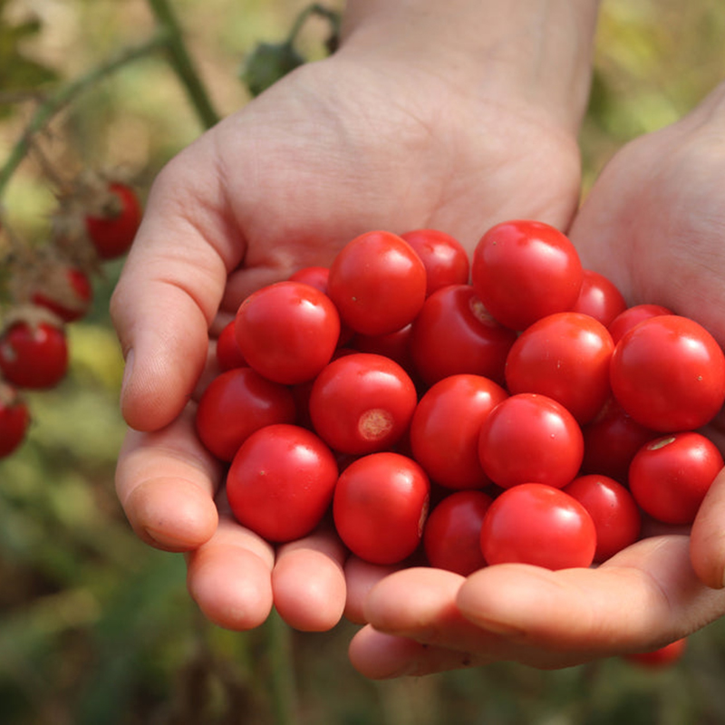 【稀有浆果】野外收集的稀有新品LITCHI荔枝番茄浆果带壳番茄种子-图1
