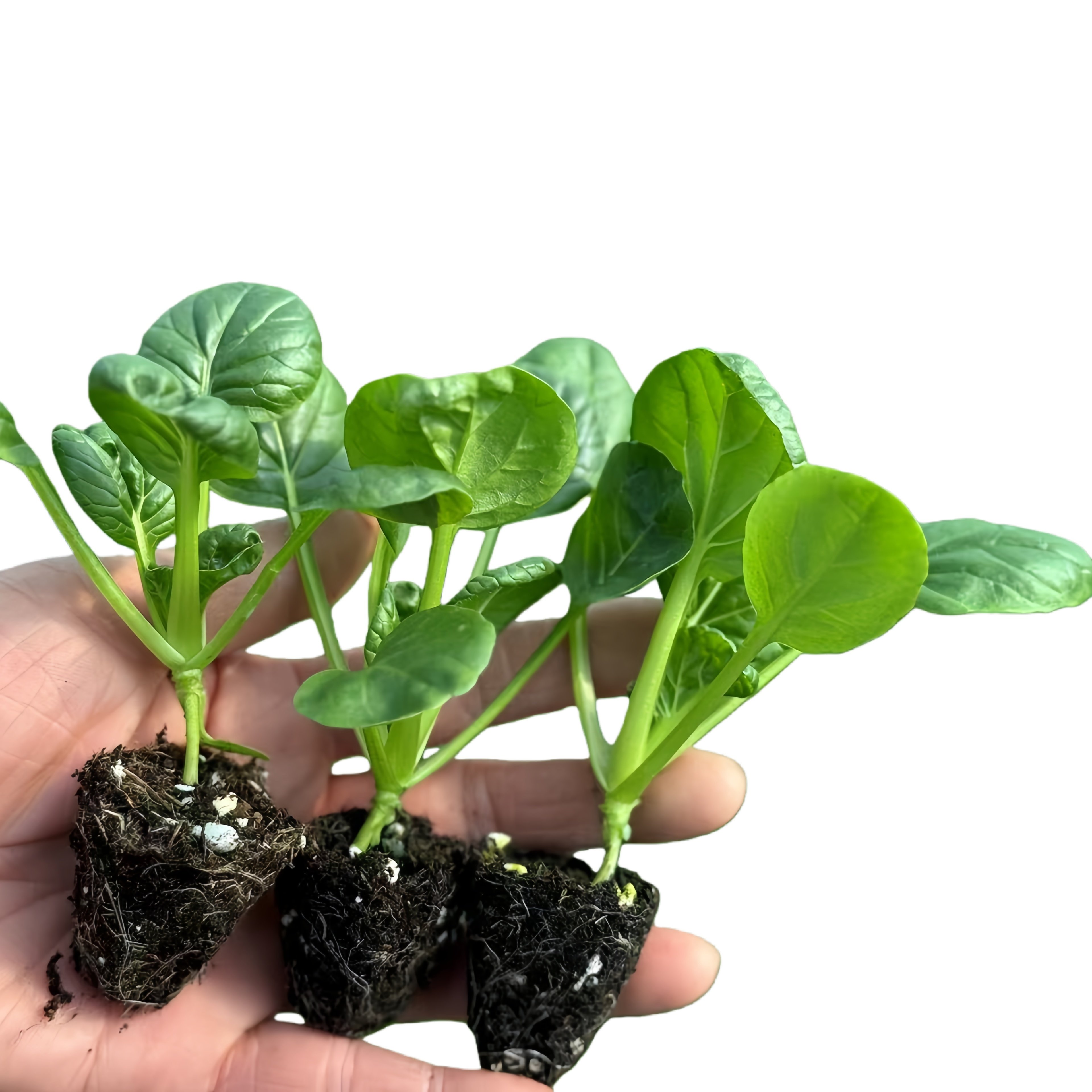 乌塌菜苗秋冬耐寒蔬菜苗黄心乌苗红青莴笋苗青梗花菜西兰花苔种秧,淘宝优惠券,粉丝福利购,淘宝优惠卷