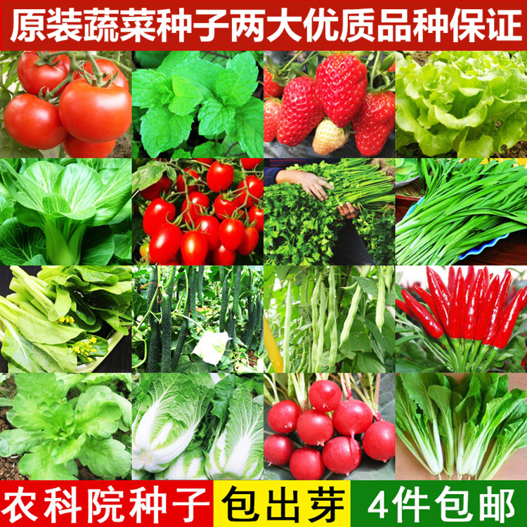 蔬菜种子四季播种农家阳台种菜家庭盆栽香葱菠菜韭菜香菜籽包邮