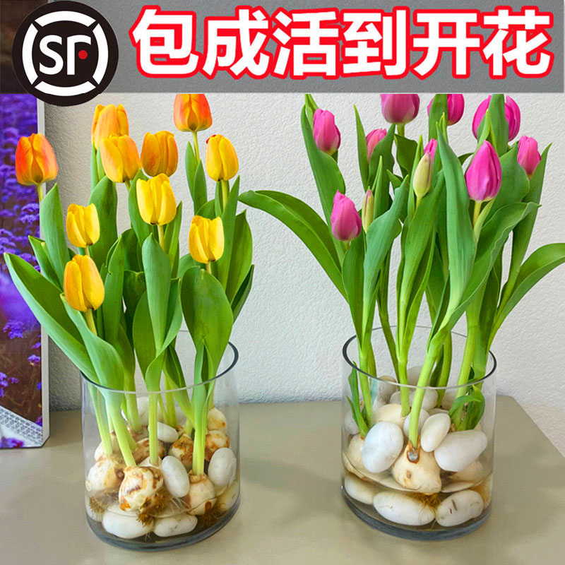 郁金香种球水培花卉绿植盆栽重瓣植物室内外四季开花土养耐寒花种