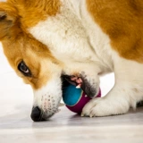 Гигви дорогой для собак игрушечный мяч, звуковой теннисный петухой игрушка, моляры, кусание щенков плюшевые борьбы с золотистыми ретривером